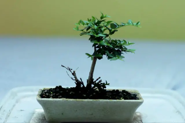 Lonicera Bonsai Progression (2019 - Now) 8 Lonicera progression 8