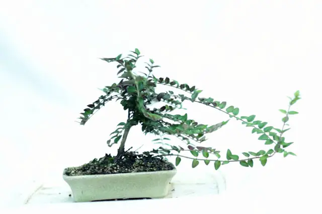 Lonicera Bonsai Progression (2019 - Now) 9 Lonicera progression 9