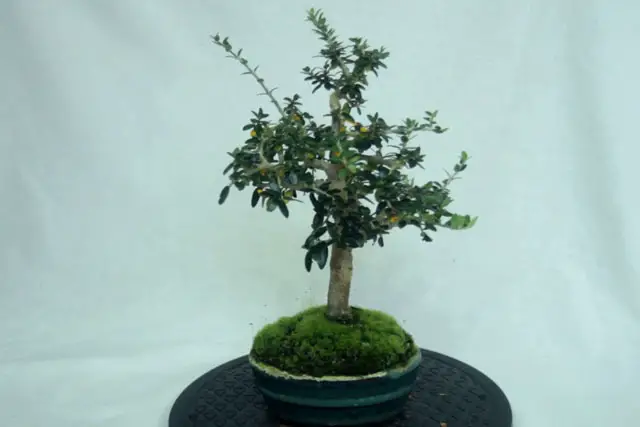 Olive Bonsai Progression (2016 - Now) 22 Olive late 2022