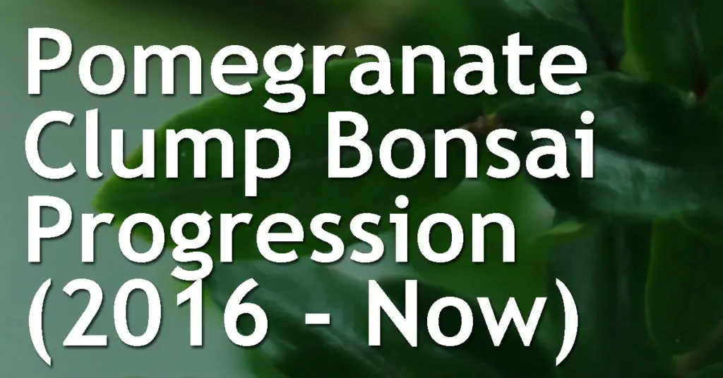 Pomegranate Clump Bonsai Progression