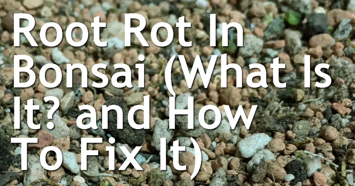Root Rot In Bonsai (What Is It? and How To Fix It) Back Garden Bonsai