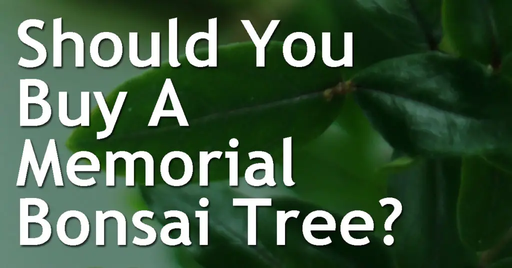 Should You Buy A Memorial Bonsai Tree? 14 Should You Buy a Memorial Bonsai Tree