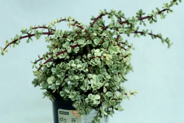 Variegated Portulacaria Afra Bonsai Progression (2016 - Now) 21 Variegated Portulacaria early 2023