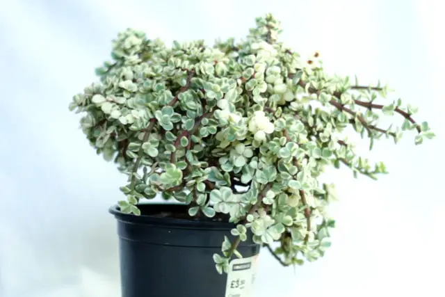 Variegated Portulacaria Afra Bonsai Progression (2016 - Now) 25 Variegated Portulacaria early 2024