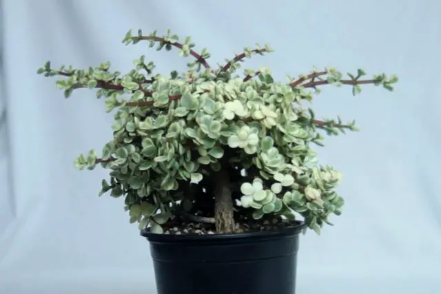 Variegated Portulacaria Afra Bonsai Progression (2016 - Now) 20 Variegated Portulacaria late 2022