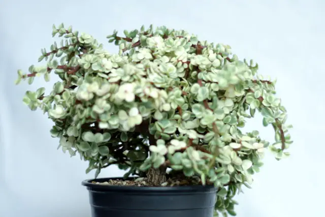 Variegated Portulacaria Afra Bonsai Progression (2016 - Now) 24 Variegated Portulacaria late 2023