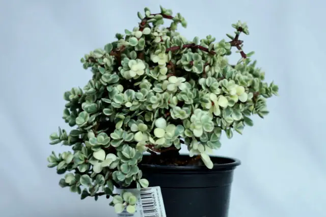 Variegated Portulacaria Afra Bonsai Progression (2016 - Now) 22 Variegated Portulacaria spring 2023