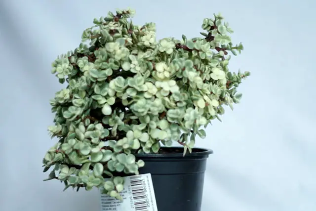 Variegated Portulacaria Afra Bonsai Progression (2016 - Now) 23 Variegated Portulacaria summer 2023