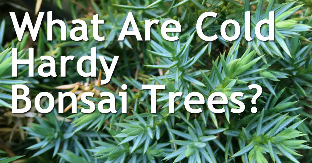 What Are Cold Hardy Bonsai Trees? 5 What Are Cold Hardy Bonsai Trees