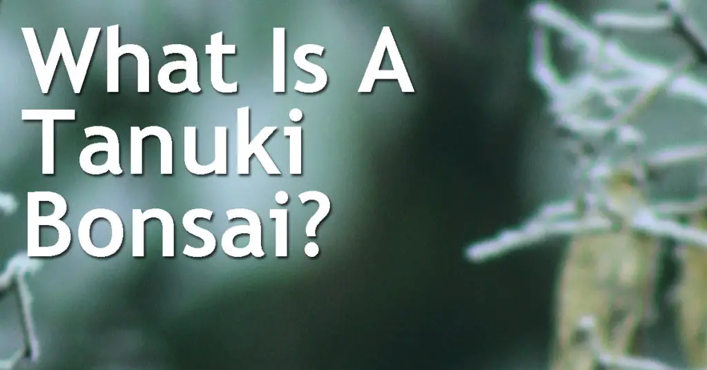 What Is A Tanuki Bonsai