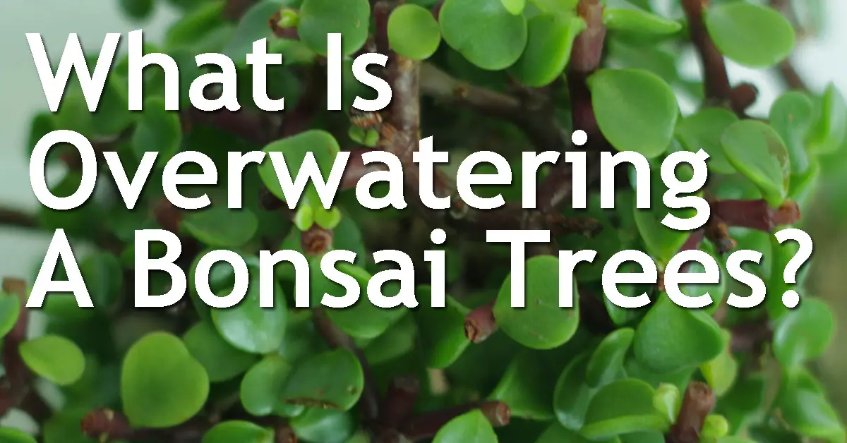 What Is Overwatering A Bonsai Trees? Back Garden Bonsai