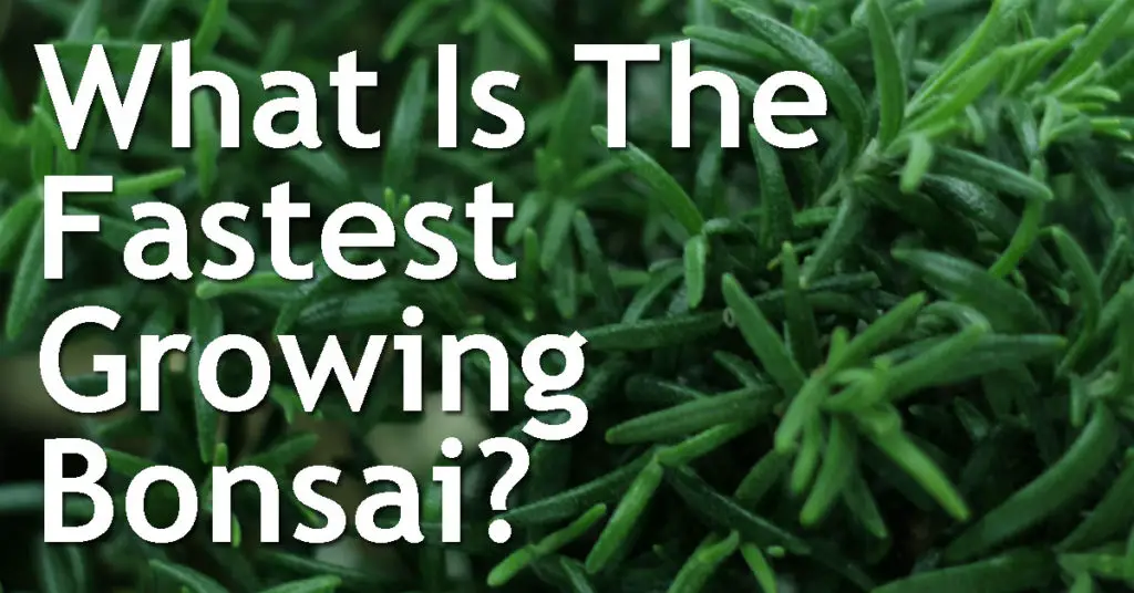 What Is The Fastest Growing Bonsai? 8 What Is The Fastest Growing Bonsai