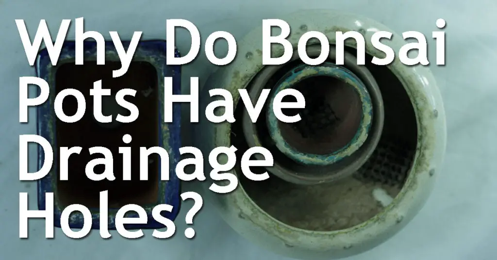 Why Do Bonsai Pots Have Drainage Holes? 1 Why Do Bonsai Pots Have Drainage Holes