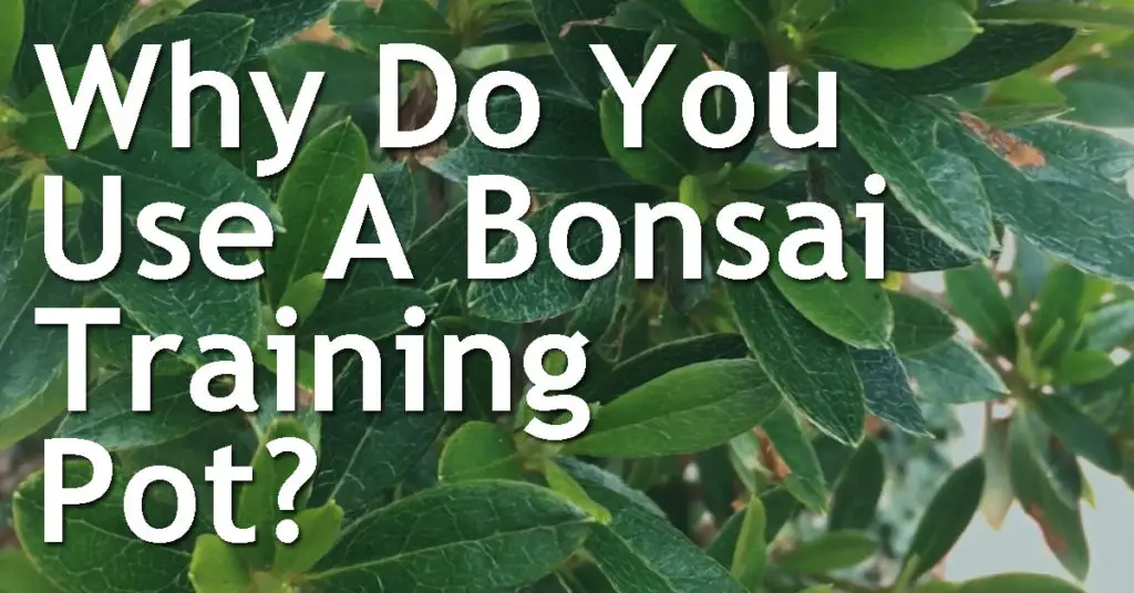Why Do You Use A Bonsai Training Pot? 19 Why Do You Use A Bonsai Training Pot