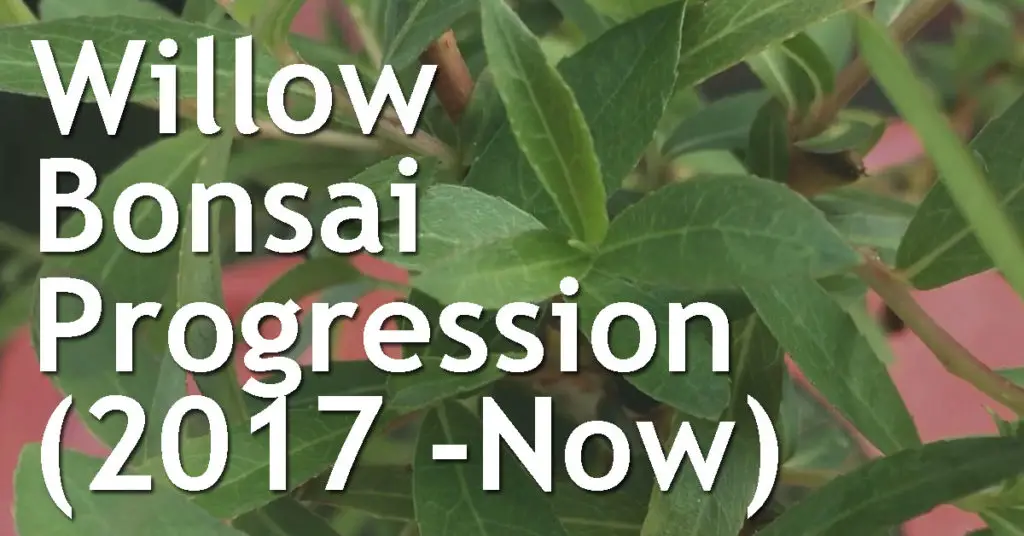Willow Bonsai Progression (2017 -Now) 11 Willow Bonsai Progression