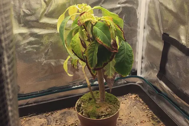 Avocado Tree Progression (2015 – Now) 25 avocado early 2023