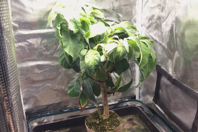 Avocado Tree Progression (2015 – Now) 30 avocado early 2024