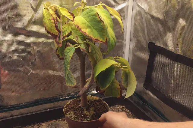 Avocado Tree Progression (2015 – Now) 27 avocado early summer 2023