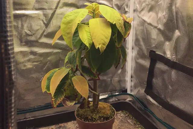 Avocado Tree Progression (2015 – Now) 24 avocado late 2022