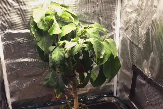 Avocado Tree Progression (2015 – Now) 29 avocado late 2023