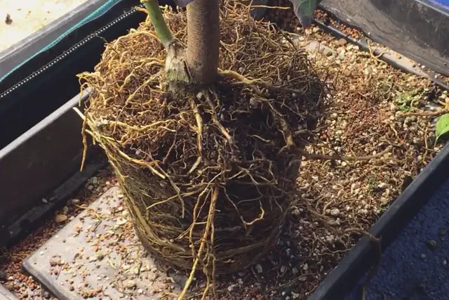 Avocado Tree Progression (2015 – Now) 22 avocado repot 2022