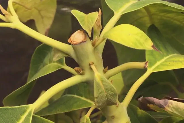 Avocado Tree Progression (2015 – Now) 26 avocado spring buds 2023