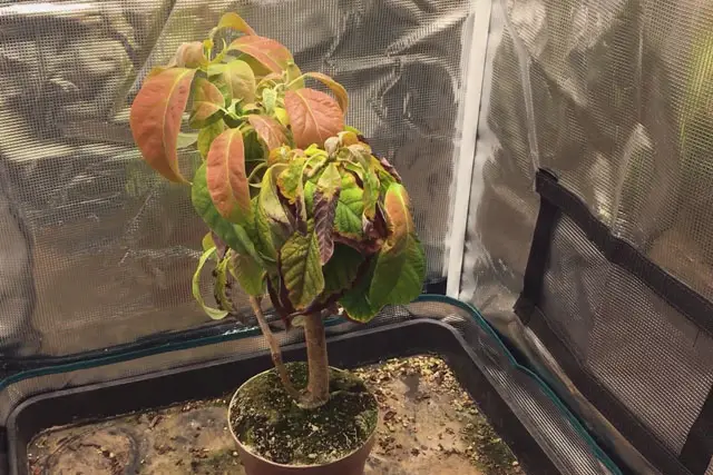 Avocado Tree Progression (2015 – Now) 28 avocado summer 2023