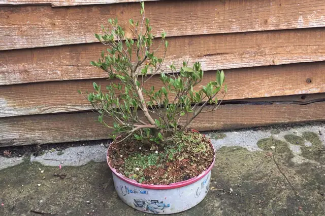 Azalea Bonsai Progression (2016 - Now) 22 azalea early 2023