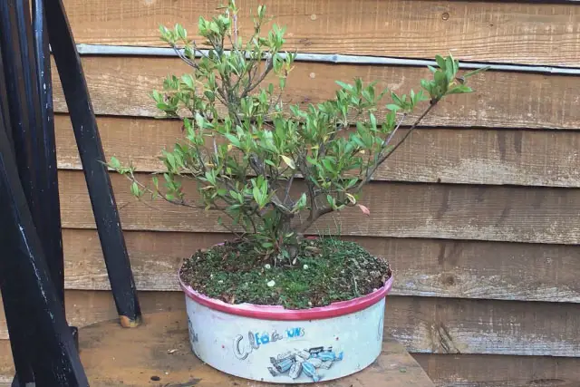 Azalea Bonsai Progression (2016 - Now) 21 azalea late 2022