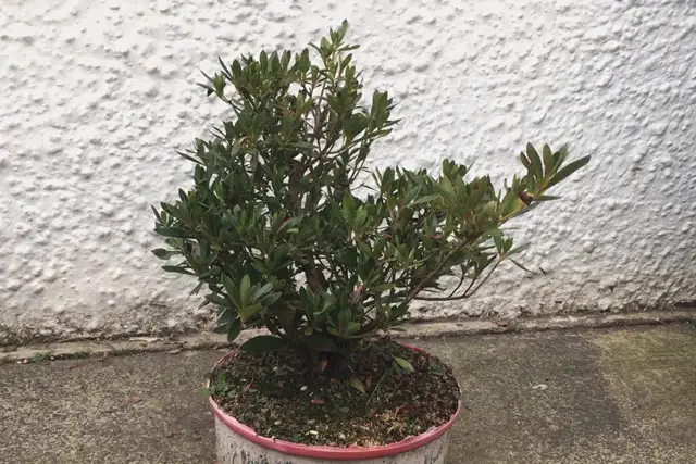 Azalea Bonsai Progression (2016 - Now) 25 azalea late 2023