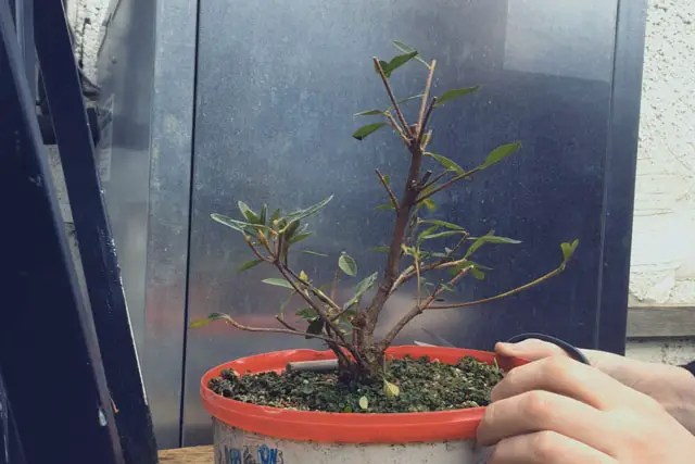 Azalea Bonsai Progression (2016 - Now) 10 azalea progression 10