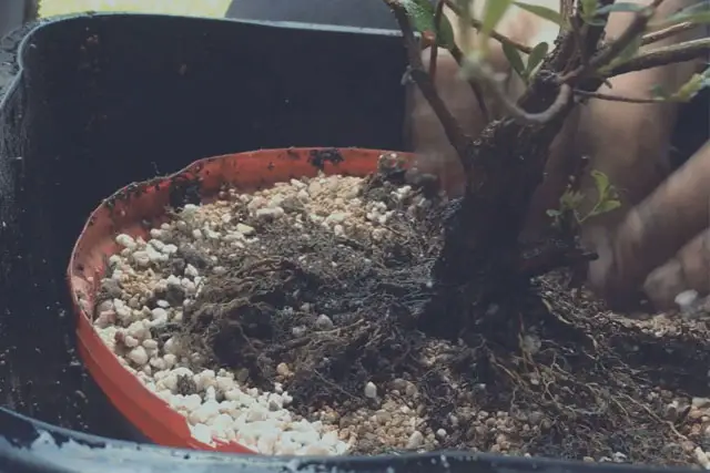Are Azaleas Good Trees For Bonsai? - Back Garden Bonsai