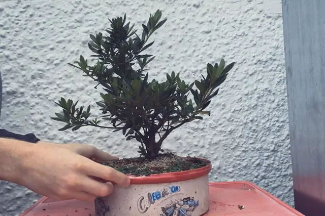 Azalea Bonsai Progression (2016 - Now) 12 azalea progression 12