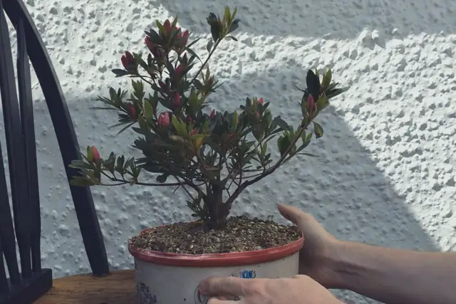 azalea progression 13