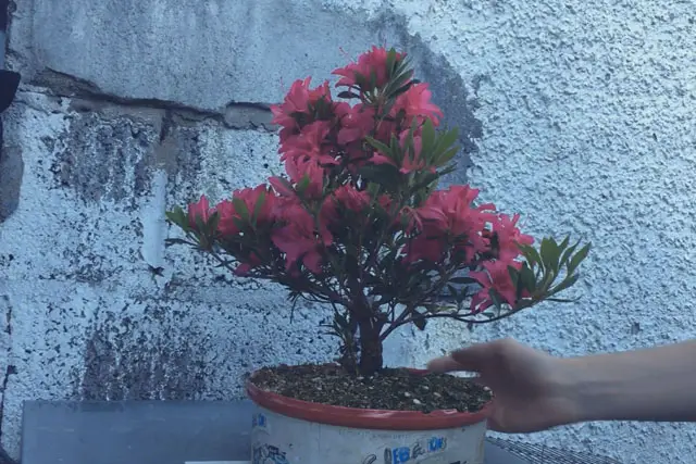 Azalea Bonsai Progression (2016 - Now) 15 azalea progression 15