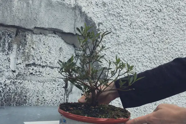 Azalea Bonsai Progression (2016 - Now) 16 azalea progression 16