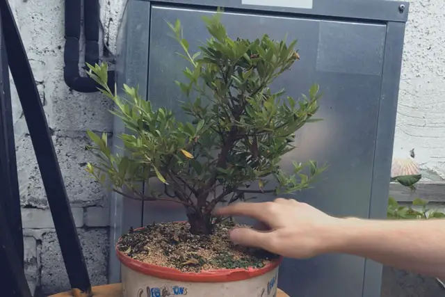azalea progression 17