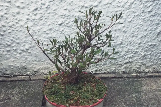 Azalea Bonsai Progression (2016 - Now) 18 azalea progression 18