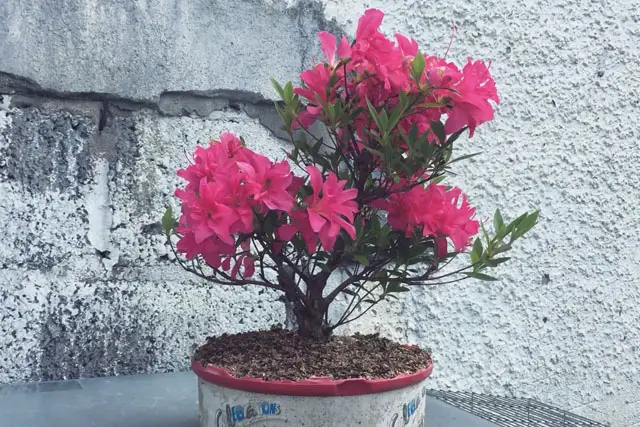 azalea progression 19