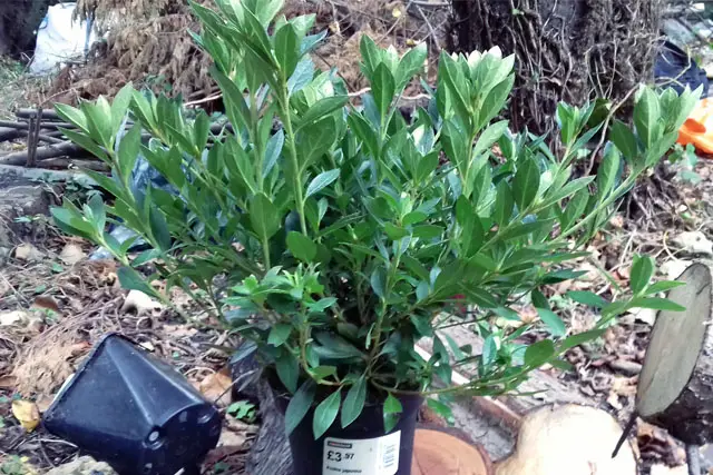 Azalea Bonsai Progression (2016 - Now) 2 azalea progression 2