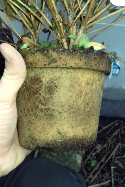 Azalea Bonsai Progression (2016 - Now) 3 azalea progression 3