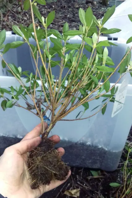 azalea progression 4