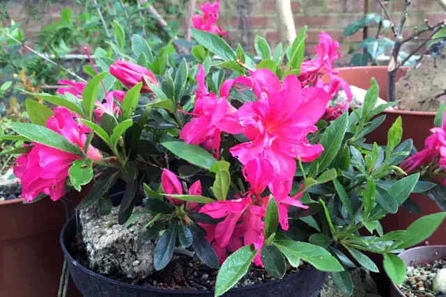 Azalea Bonsai Progression (2016 - Now) 5 azalea progression 5