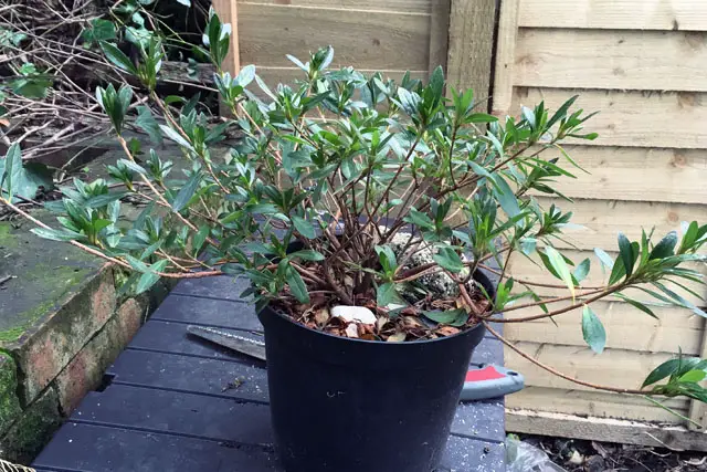 Azalea Bonsai Progression (2016 - Now) 6 azalea progression 6
