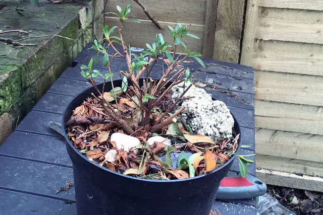 Azalea Bonsai Progression (2016 - Now) 7 azalea progression 7