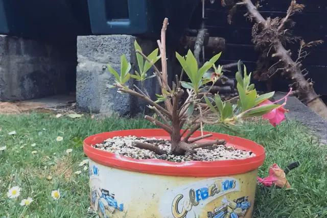 Azalea Bonsai Progression (2016 - Now) 8 azalea progression 8