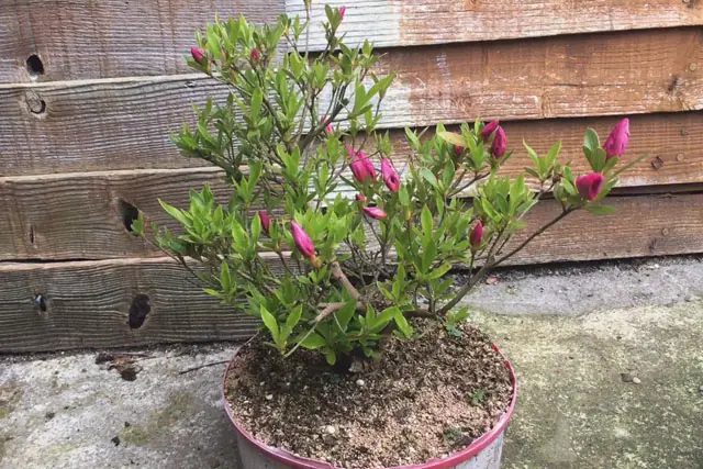 Azalea Bonsai Progression (2016 - Now) 23 azalea spring 2023