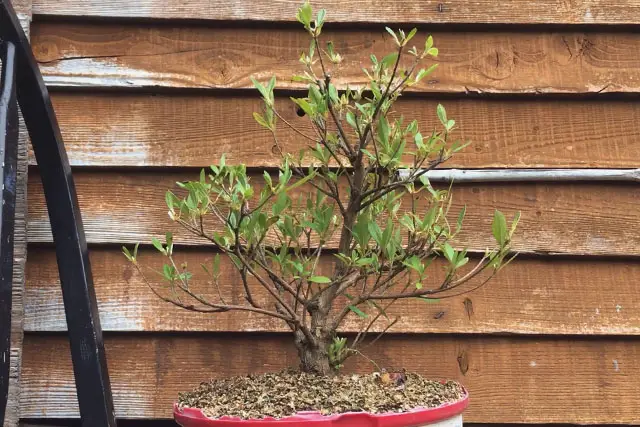 Azalea Bonsai Progression (2016 - Now) 20 azalea summer 2022