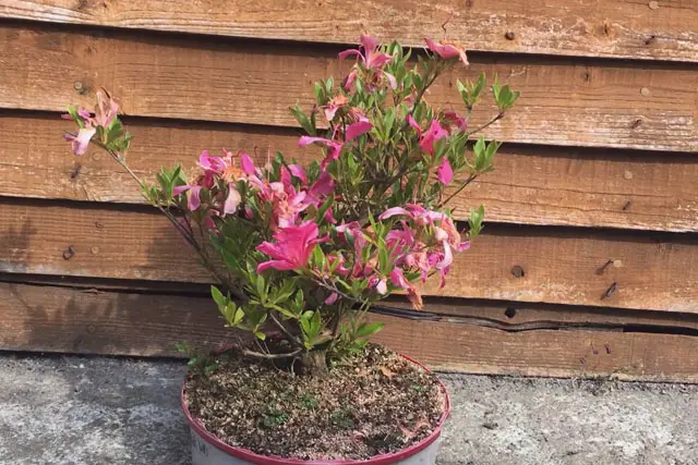 Azalea Bonsai Progression (2016 - Now) 24 azalea summer 2023
