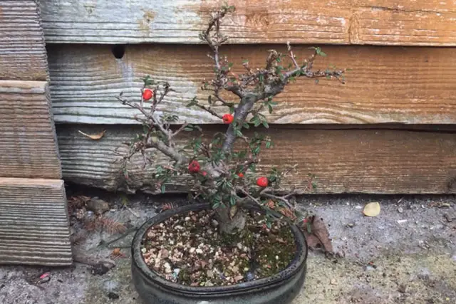 Cotoneaster Bonsai Progression (2017 – Now) 23 cotoneaster early 2023